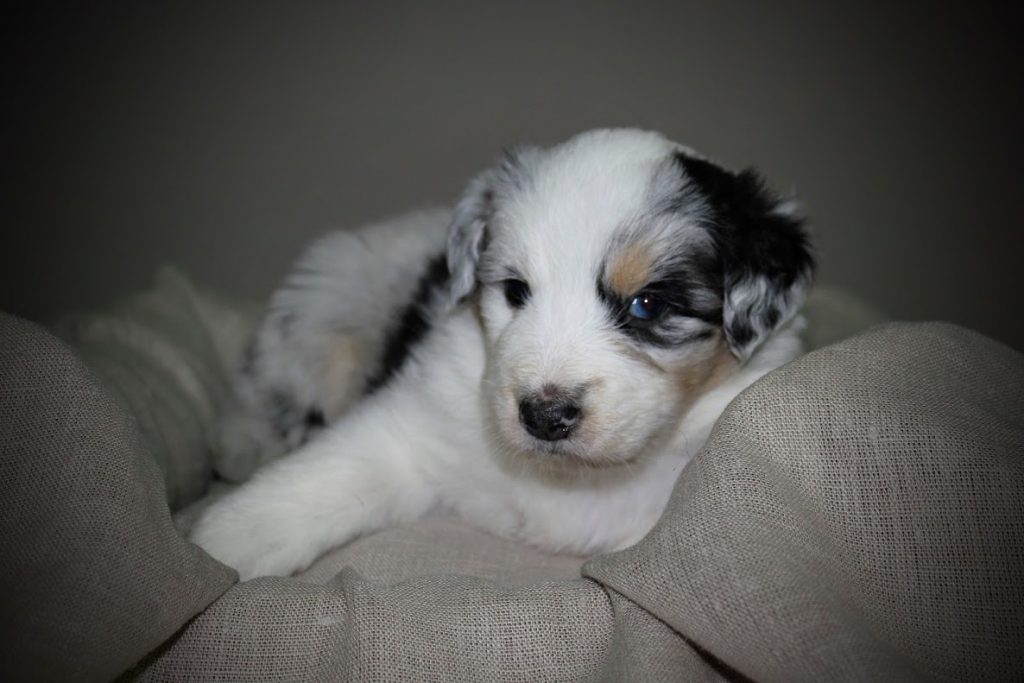 puppy